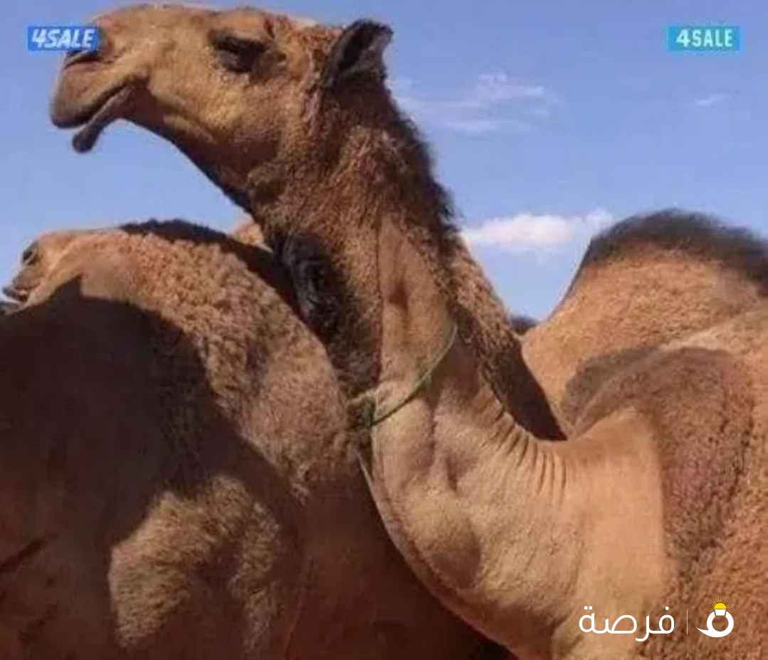حلاقة وغسيل ابل كل مناطق الكويت