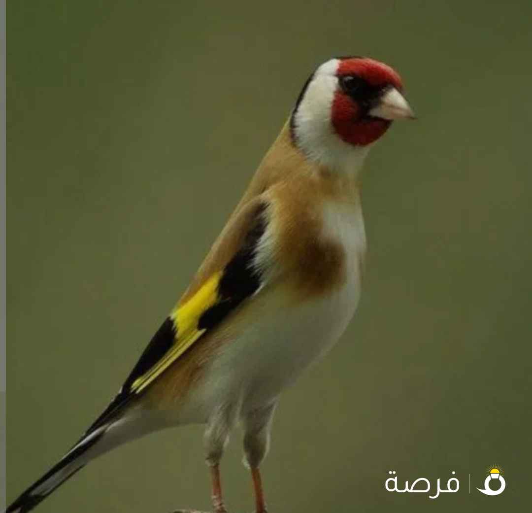 للبيع حسون شرط التغريد