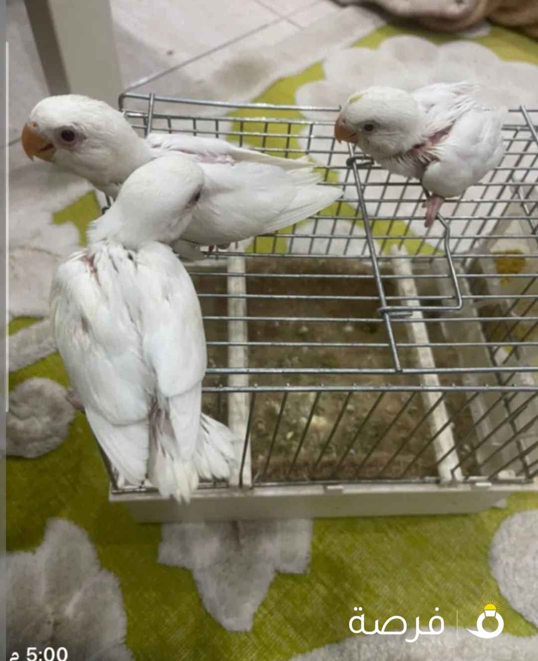 فروخ لوف بيرد