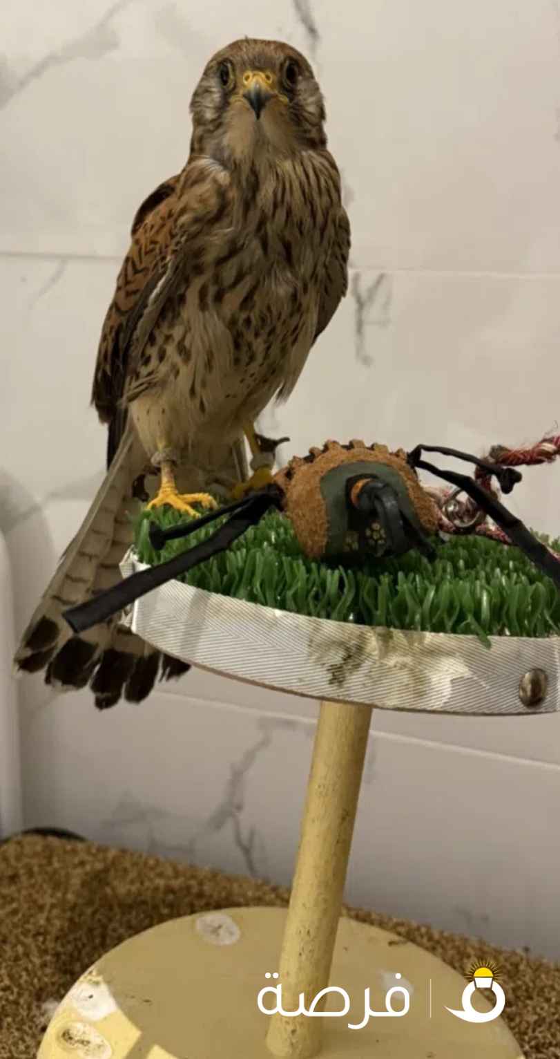 للبيع حميميج وحش راكد على الايد معه اغراضه