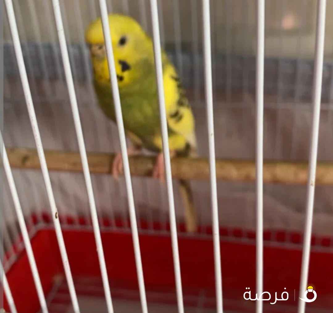للبيع عصفور مع كامل مرفقاته