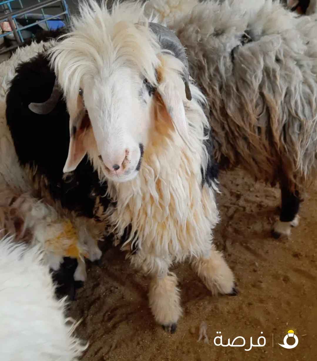 يوجد هنا جميع أنواع الدومبا بالجملة والتجزئة