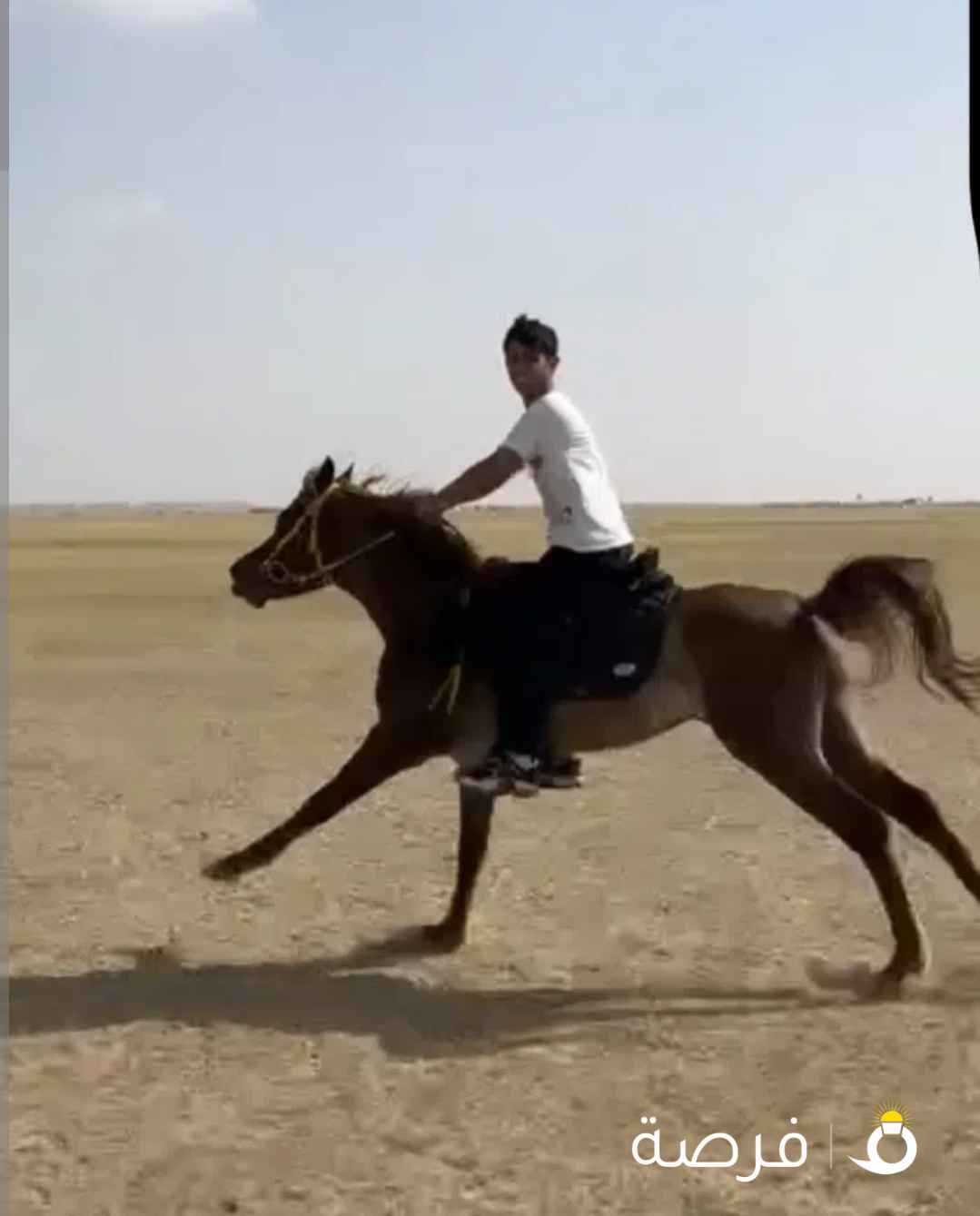 حصان مصري البيع بلدي