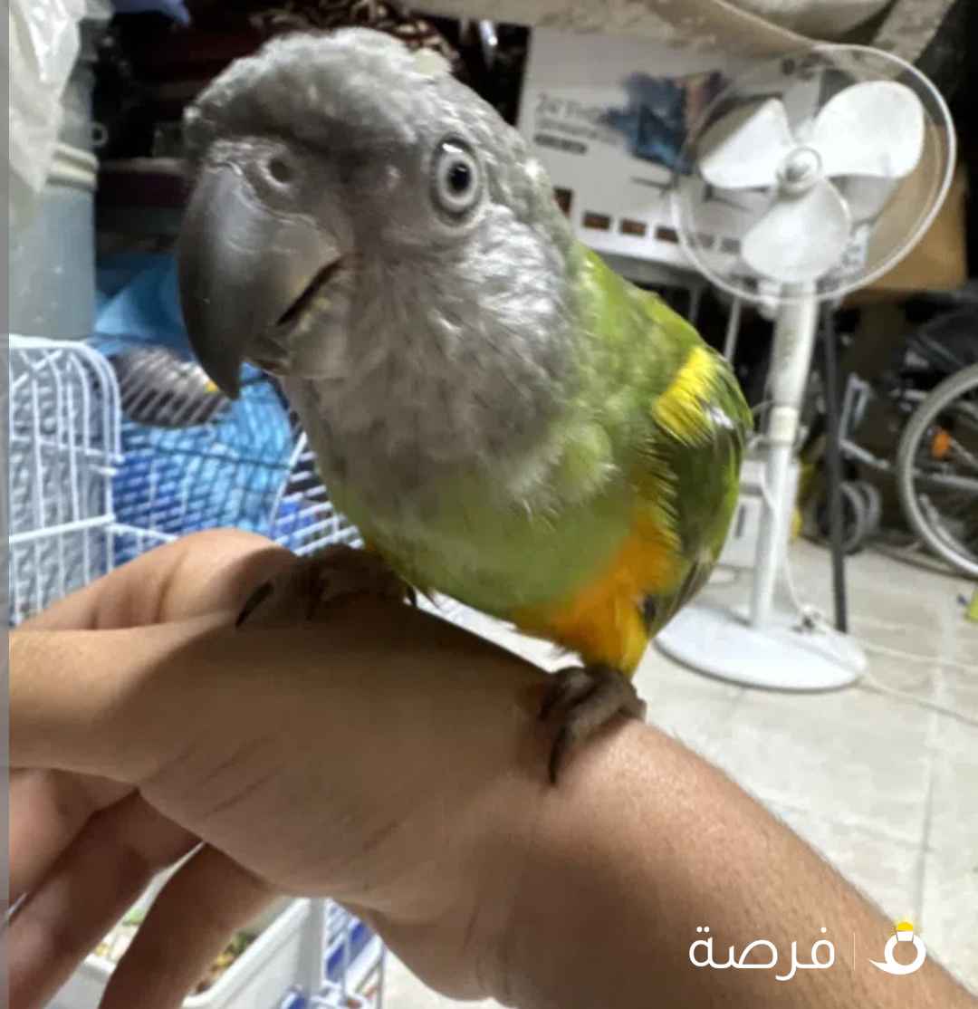 للبيع بغبغاء سينغالي ربوه جامبو بسعر طيب جدا