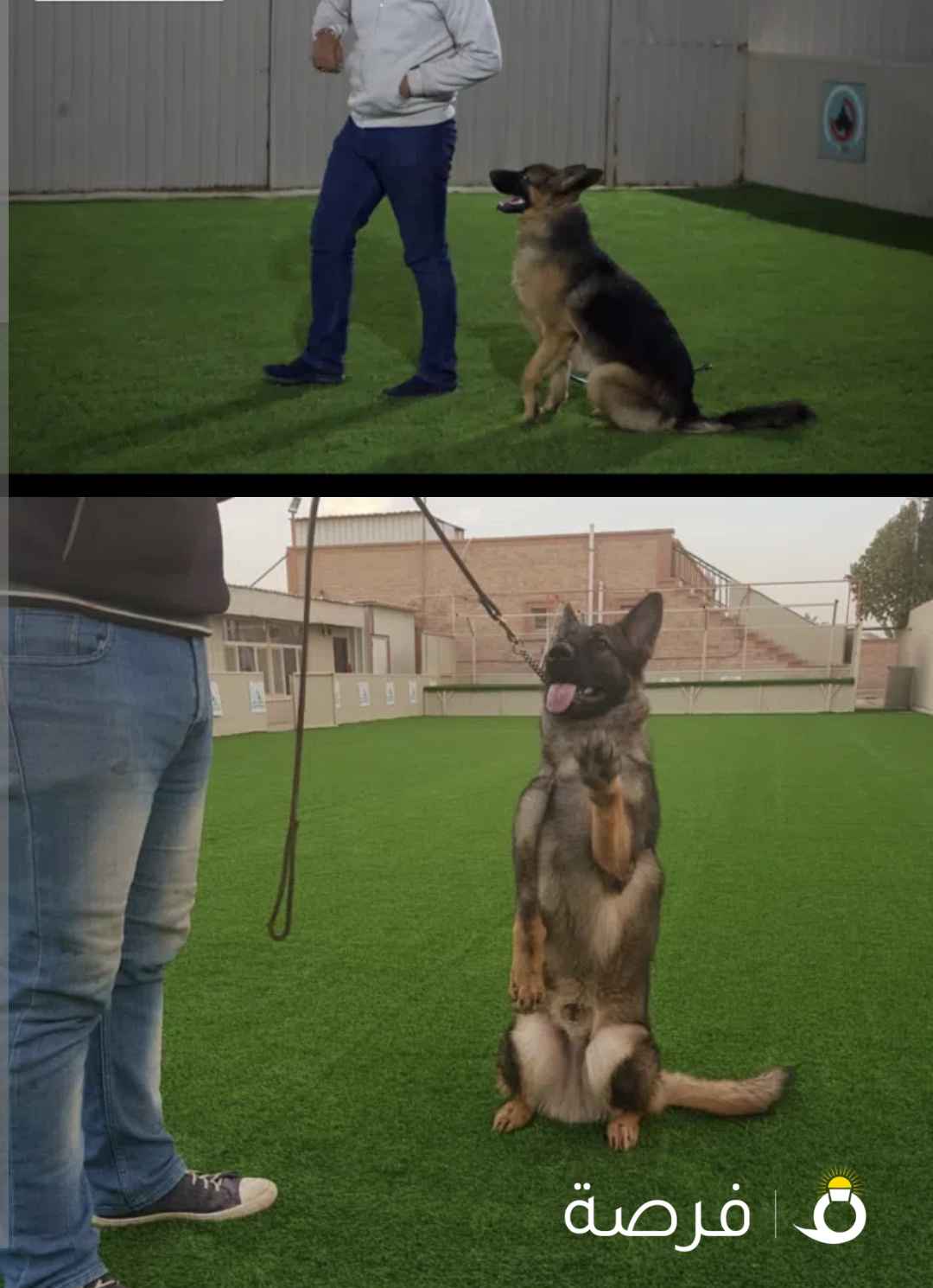 تدريب جميع الكلاب