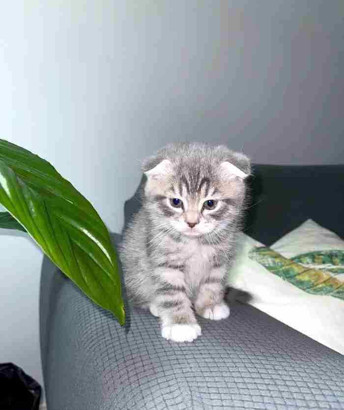 mix Scottish and Persian male 2.5 months old