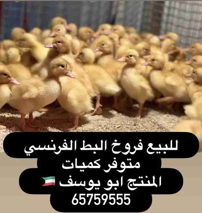للبيع فروخ الدجاج عربي قديم دم صافي