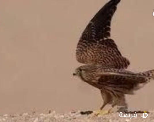 للبيع ترمه