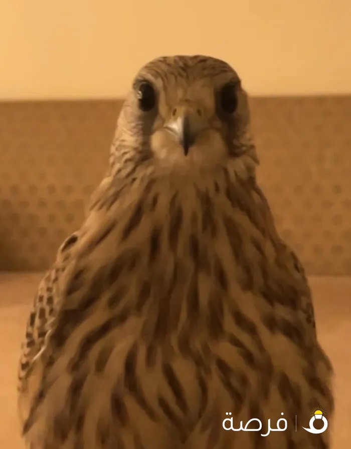 حر صغير للبيع