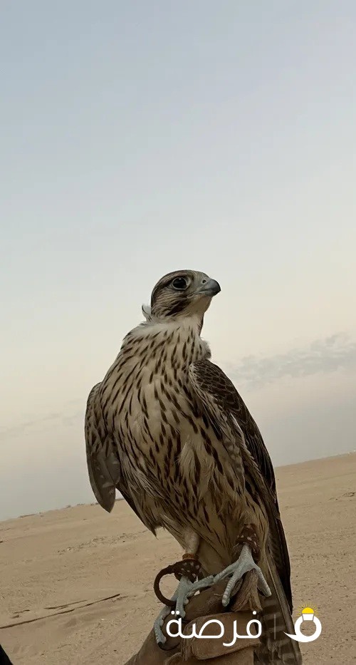 للبيع جير تبع