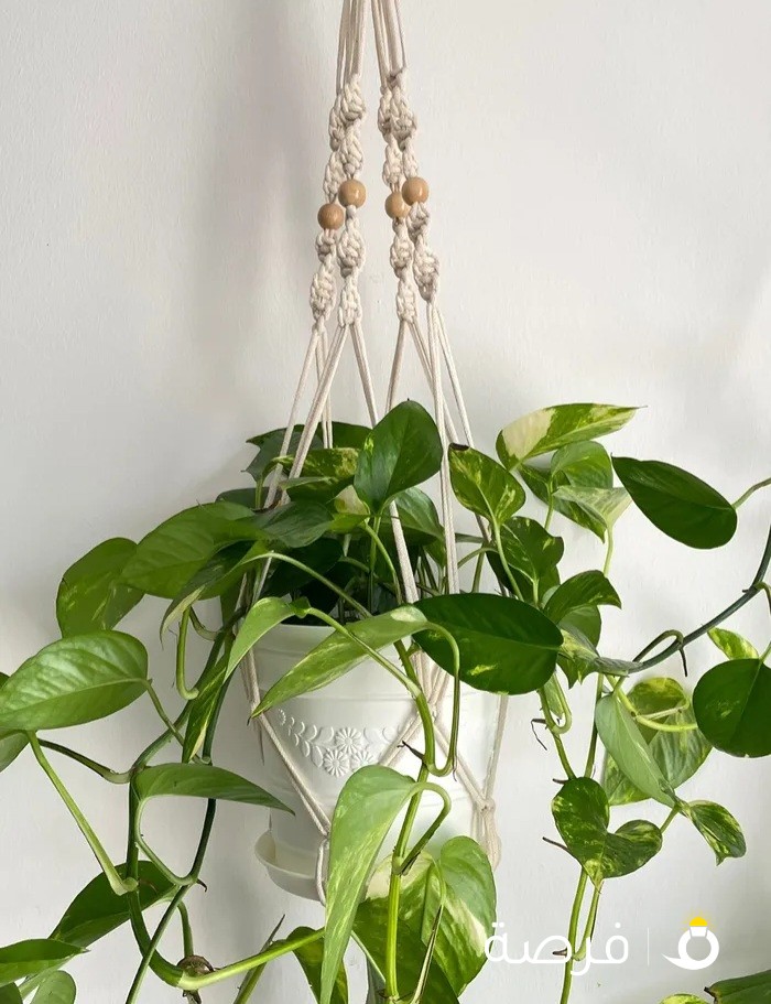 تعليقة نبات داخلي hanging indoor plant pendants