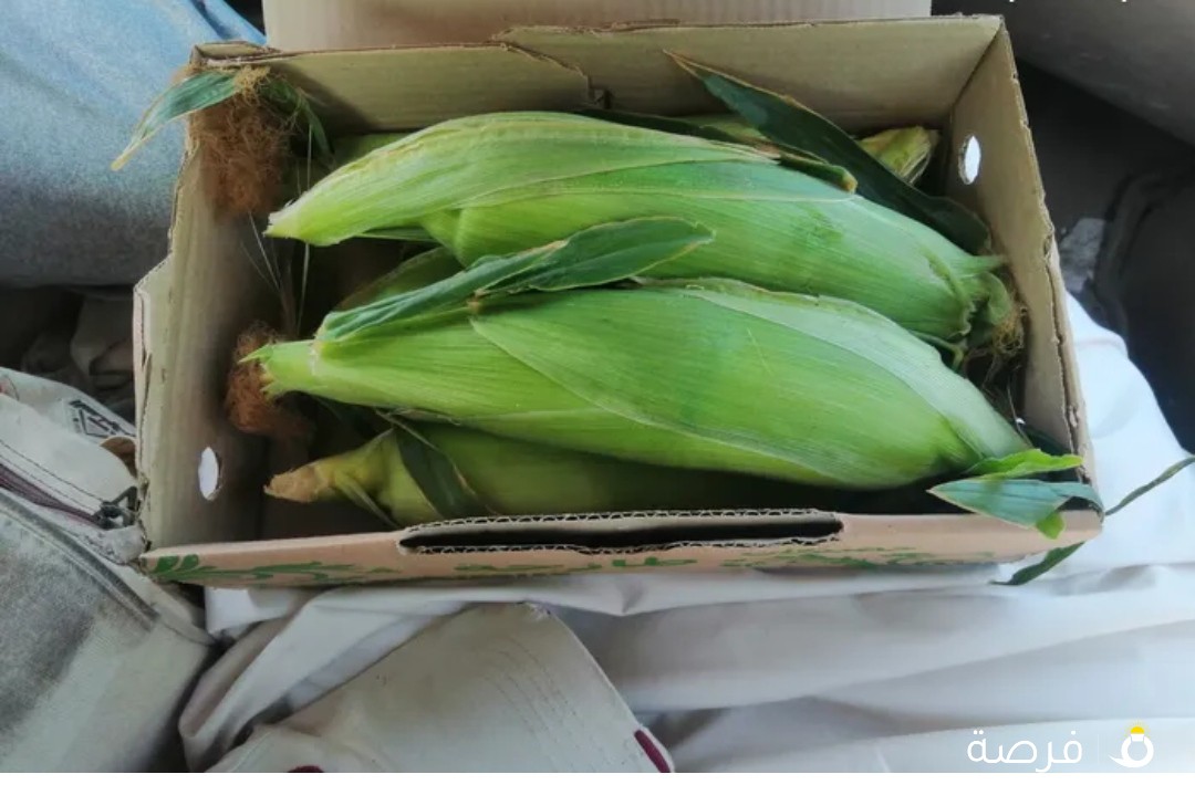 يوجد دره شاميه النوع أمريكي طيبه يوجد كميات