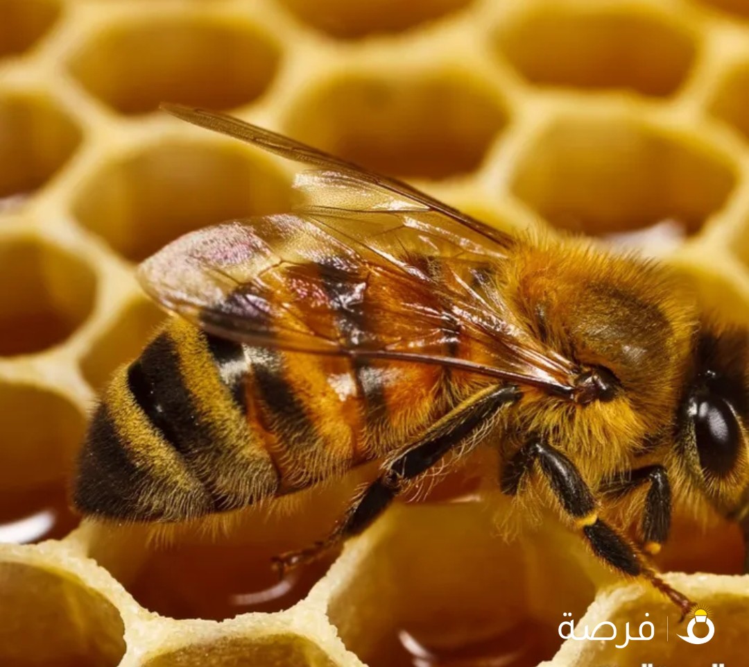 عسل نحل طبيعى