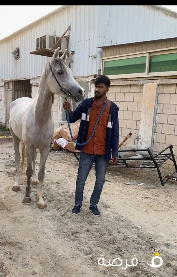 للبيع فحل واهو ولد شمال الخالديه مواليد 2019