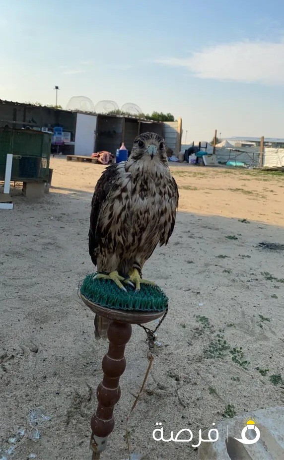 البيع الطير حر