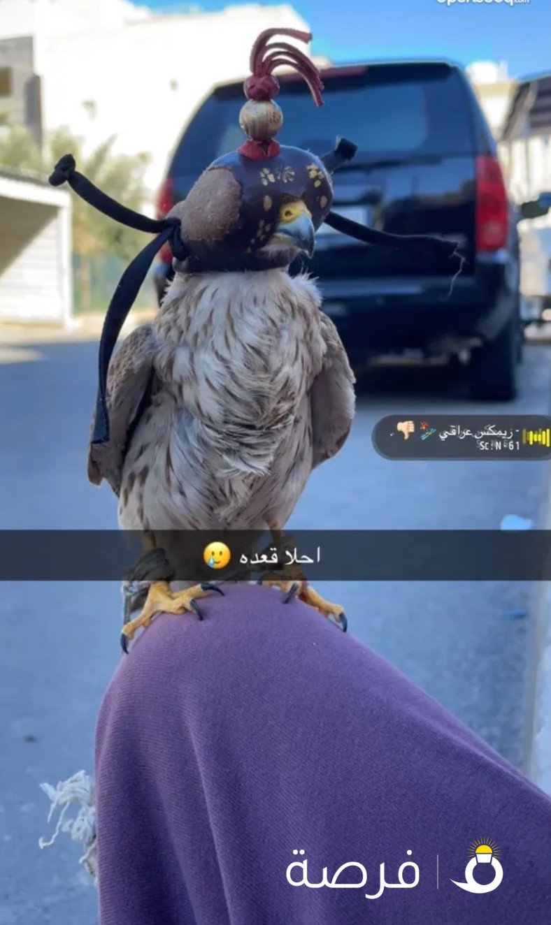 طير باشق صغير للبيع