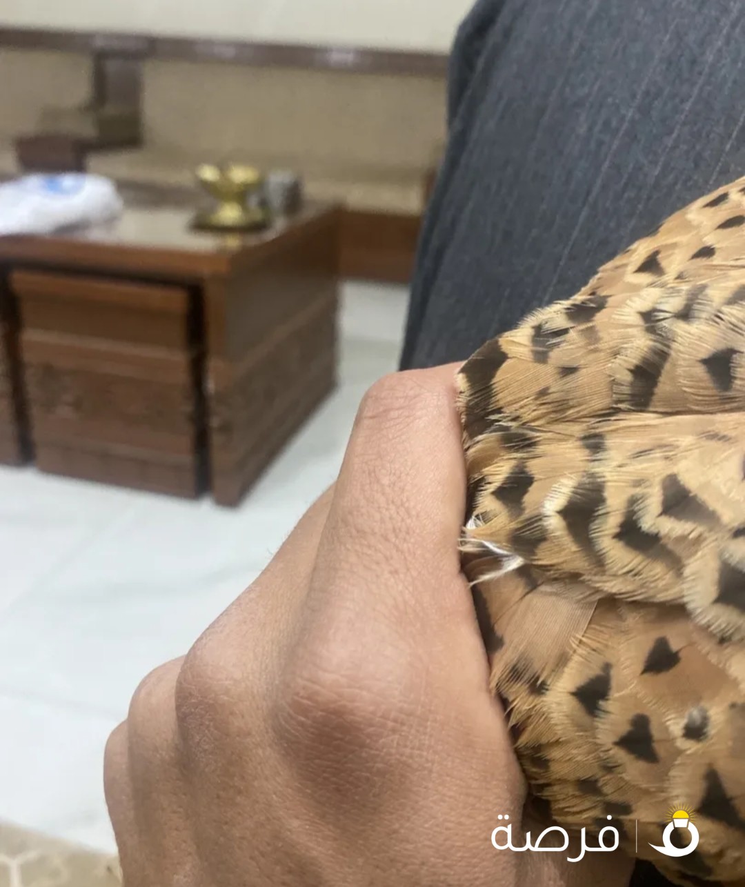 صقر صغير للبيع ثنين