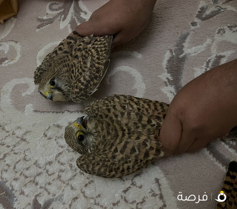 للبيع حر شرط السلم