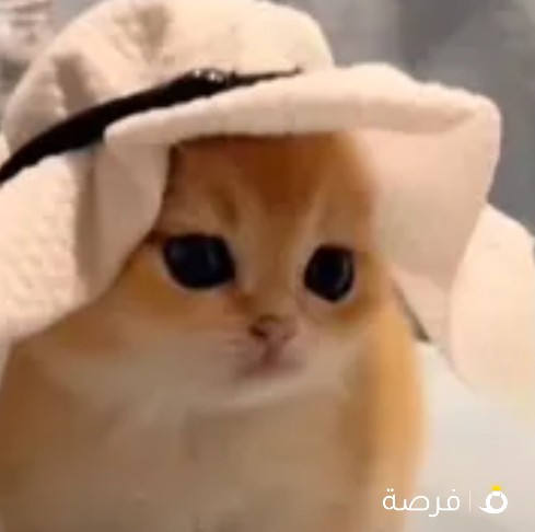 مطلوب موظفه