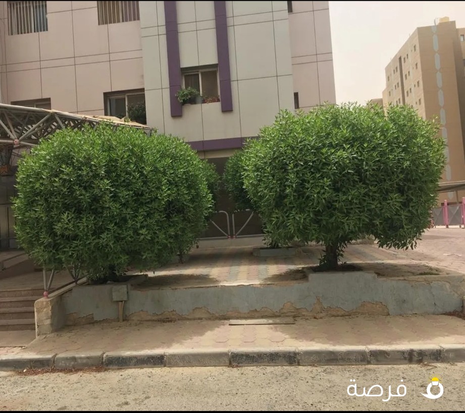 شقة غرفتين وصالة وحمامين ومطبخ عمارة راقية كلها مهندسين ودكاترة مبني رقم 10 قطعة 1
