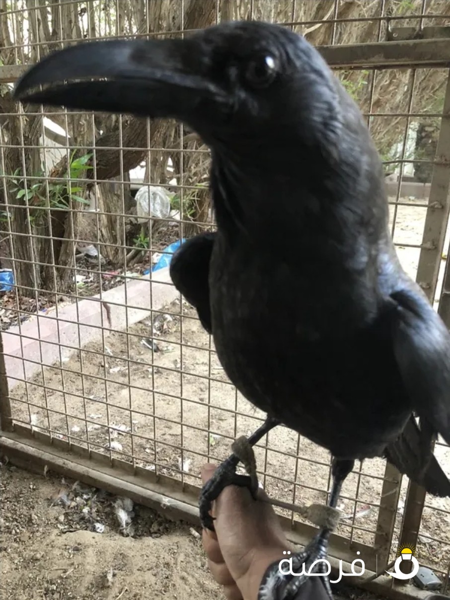 للبيع غراب الحجم الكبير
