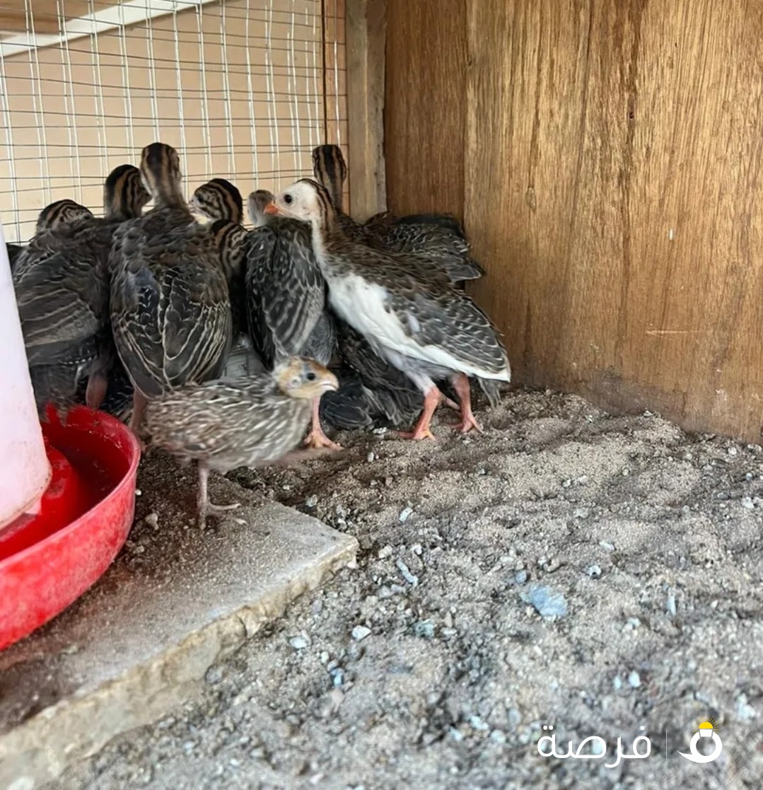 فروخ خيبر فروخ دجاج فروخ فري
