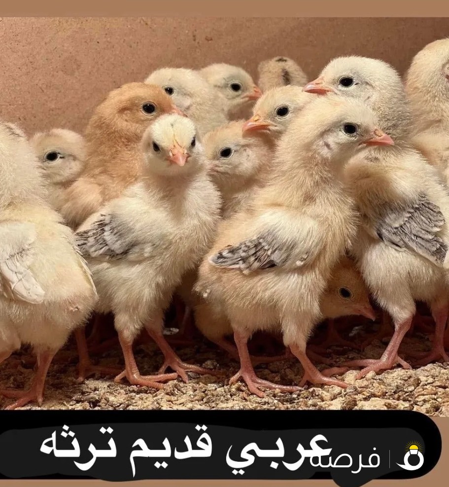 صيصان عربي قديم ترثه