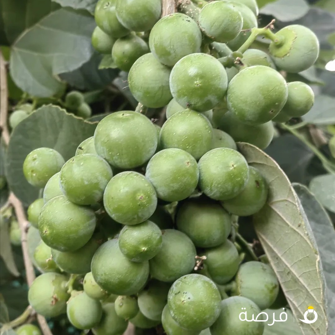 شتلات بمبر جامبو من النوع الفاخر جوده طيبه وحبتها كثيفه الوحده بعشر دنانير كويتي للجادين