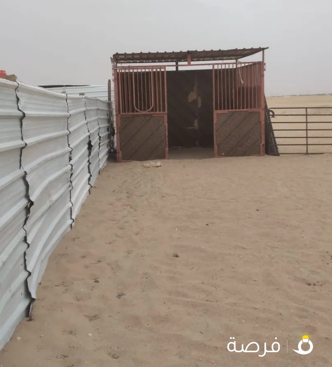 للبيع بنجره خيل عدد خيل 2