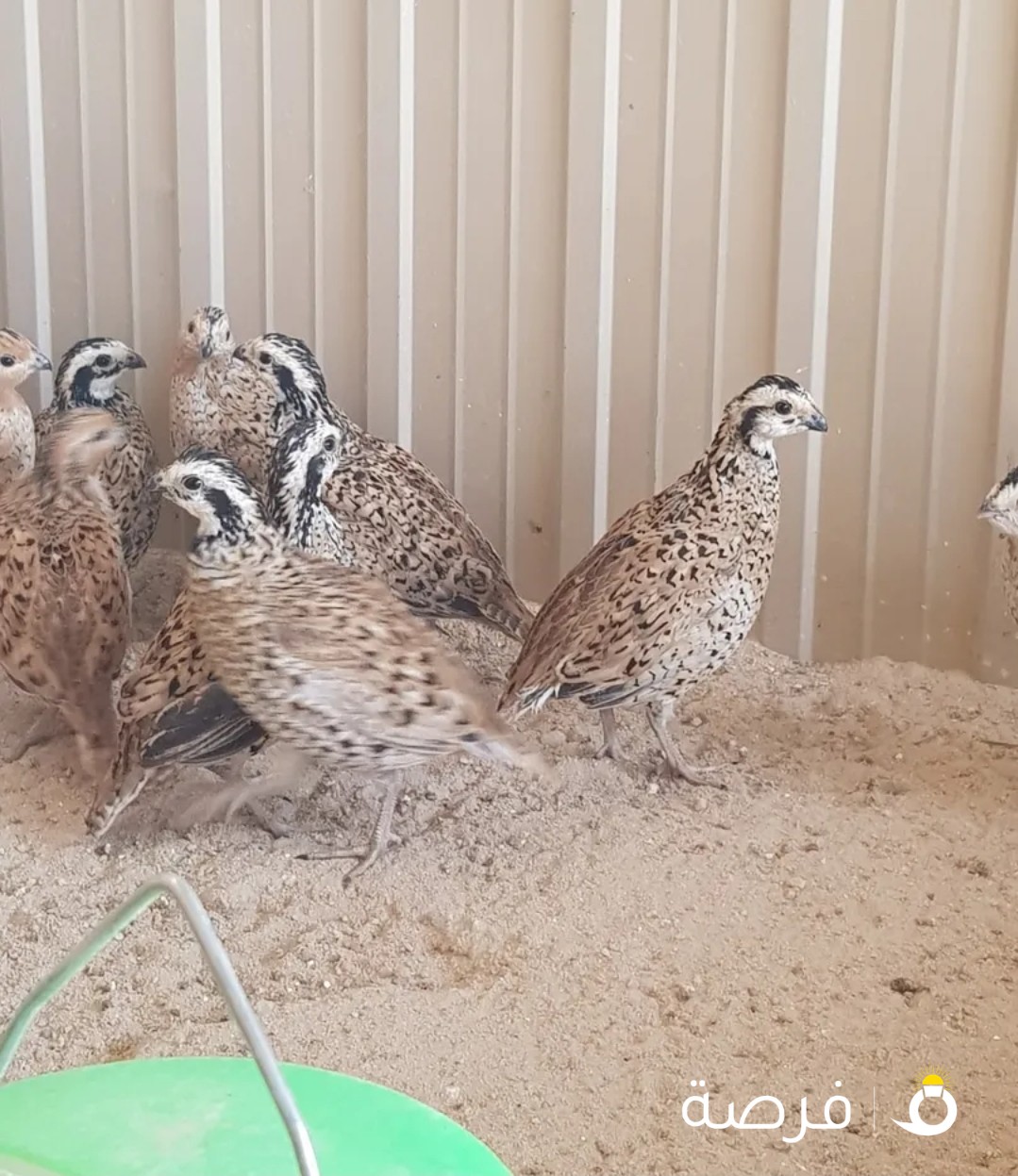 ازواج بوب وايت قولد امريكي لاهل المحميات