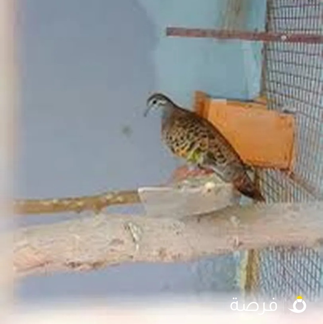 محمية طيور للبيع ?