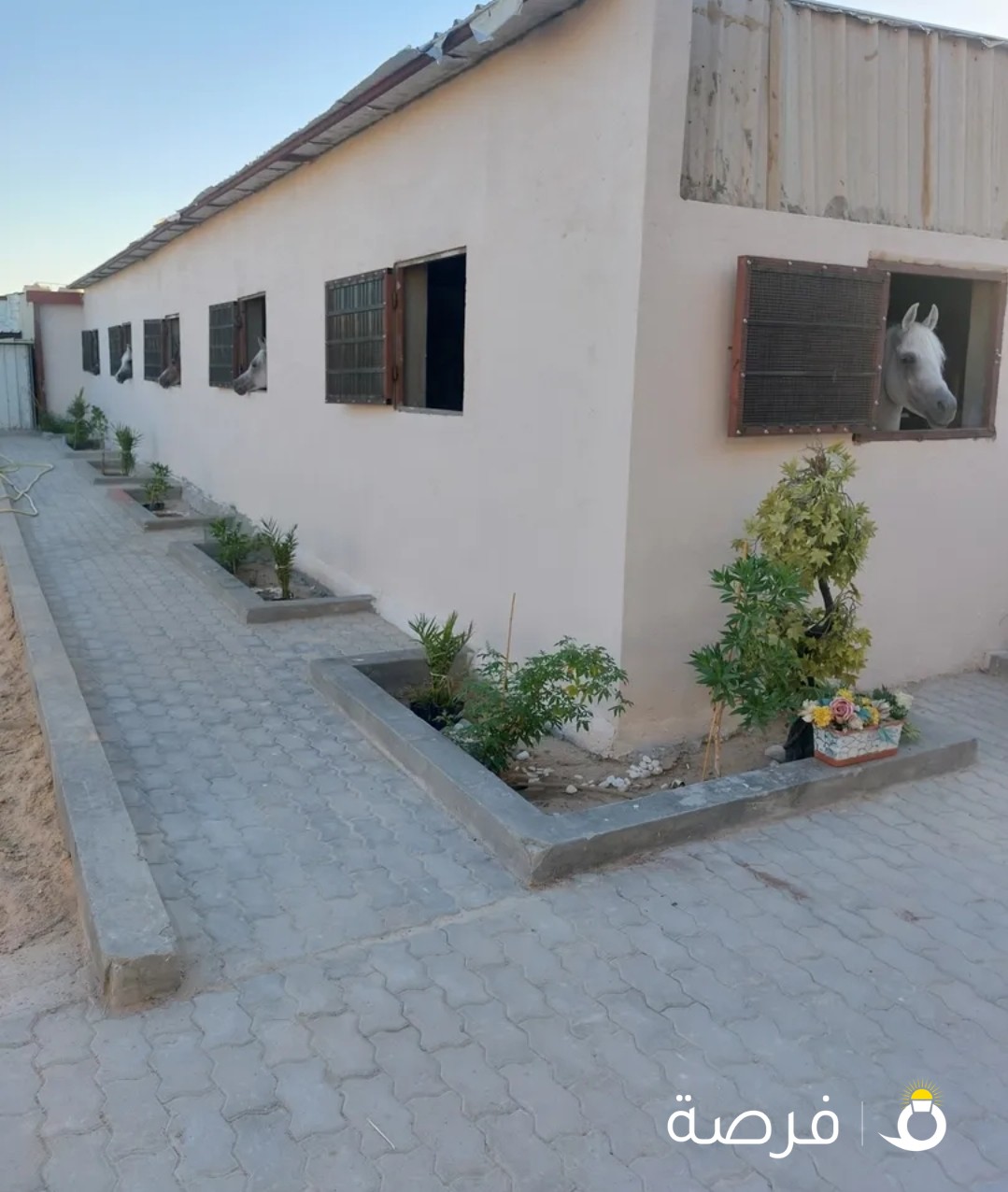 مربط الفارس للخيول العربيه إيواء الخيل