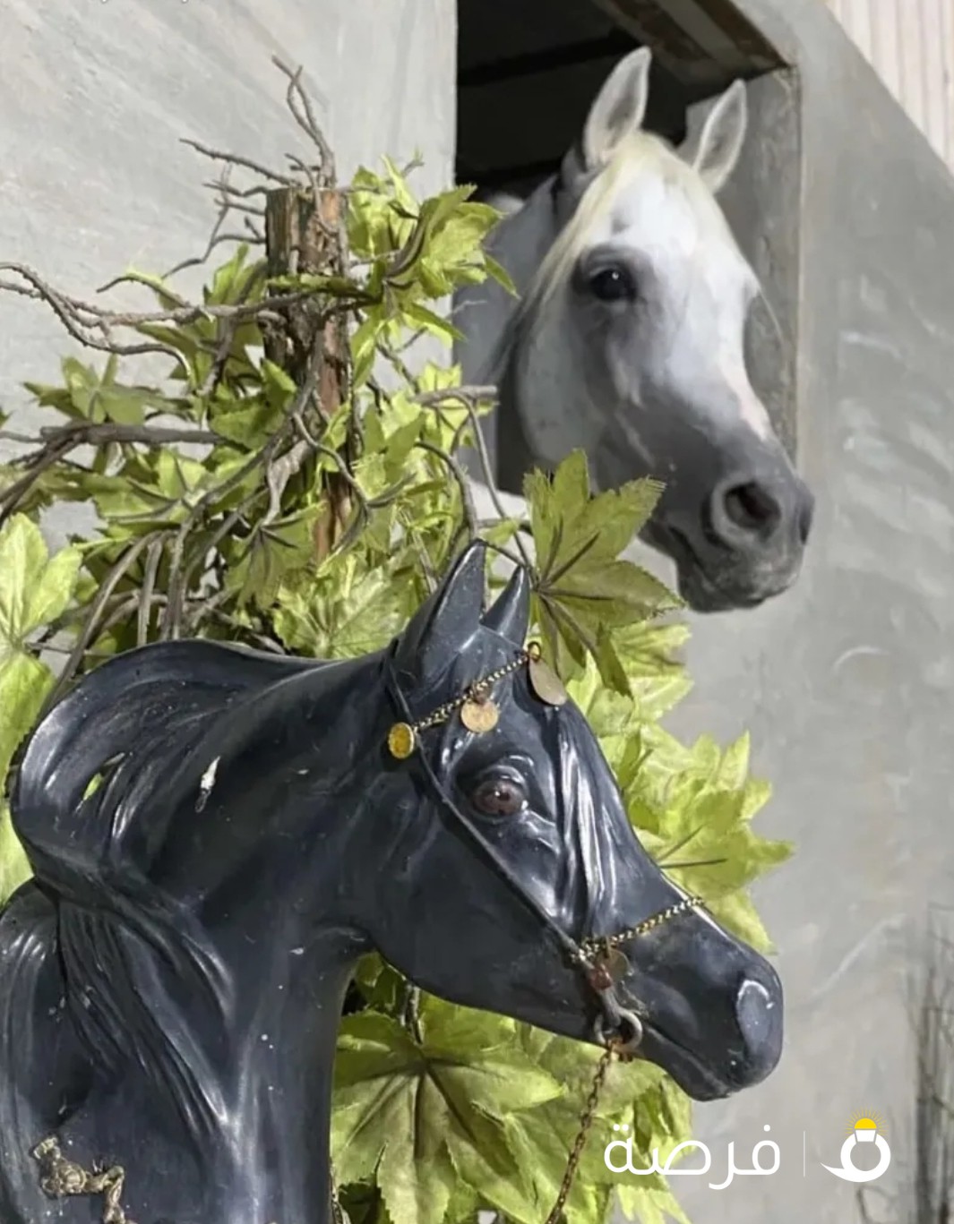 ربط وايواء خيل - مربط الفارس