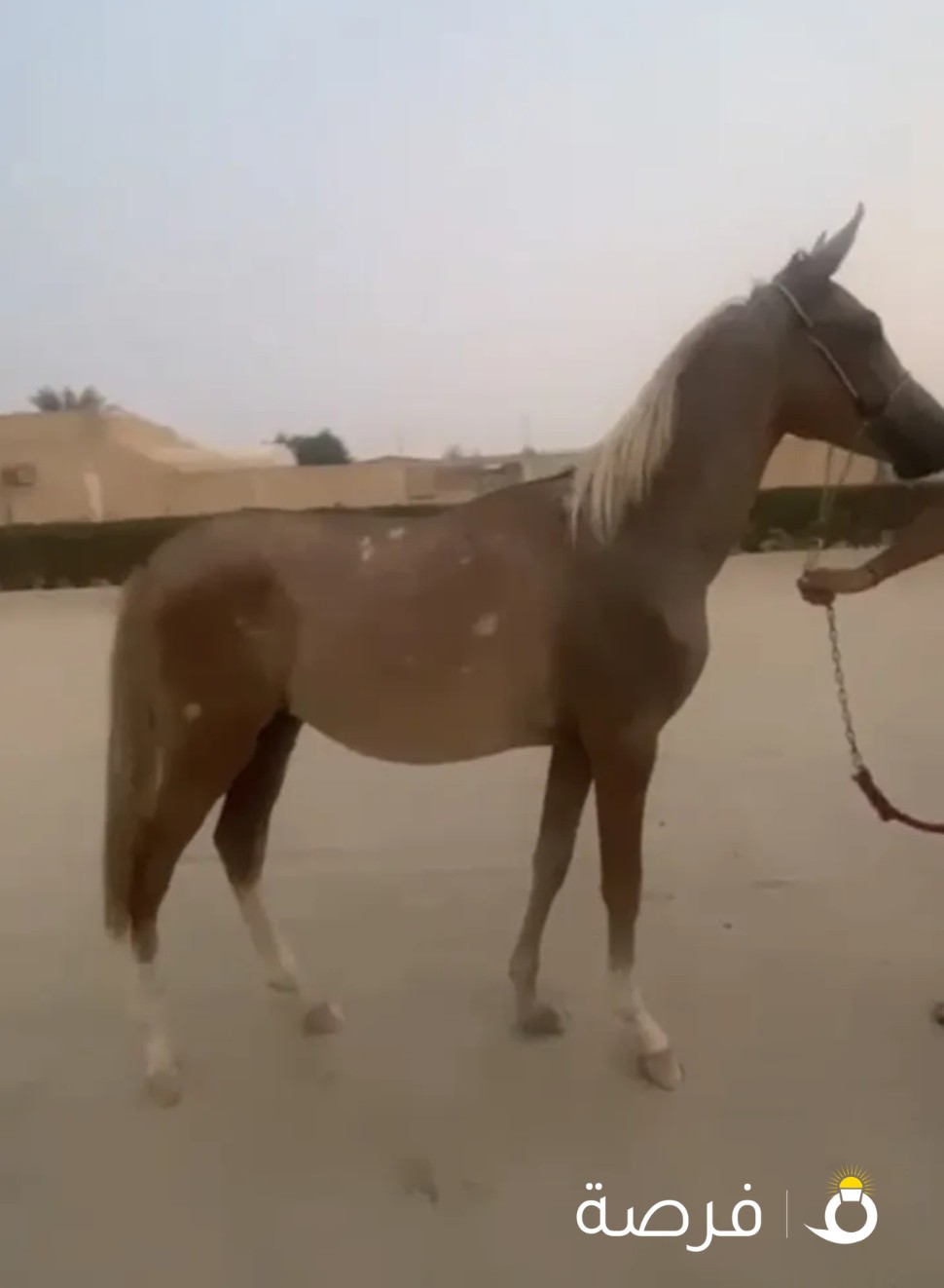 حصان فلو مكس