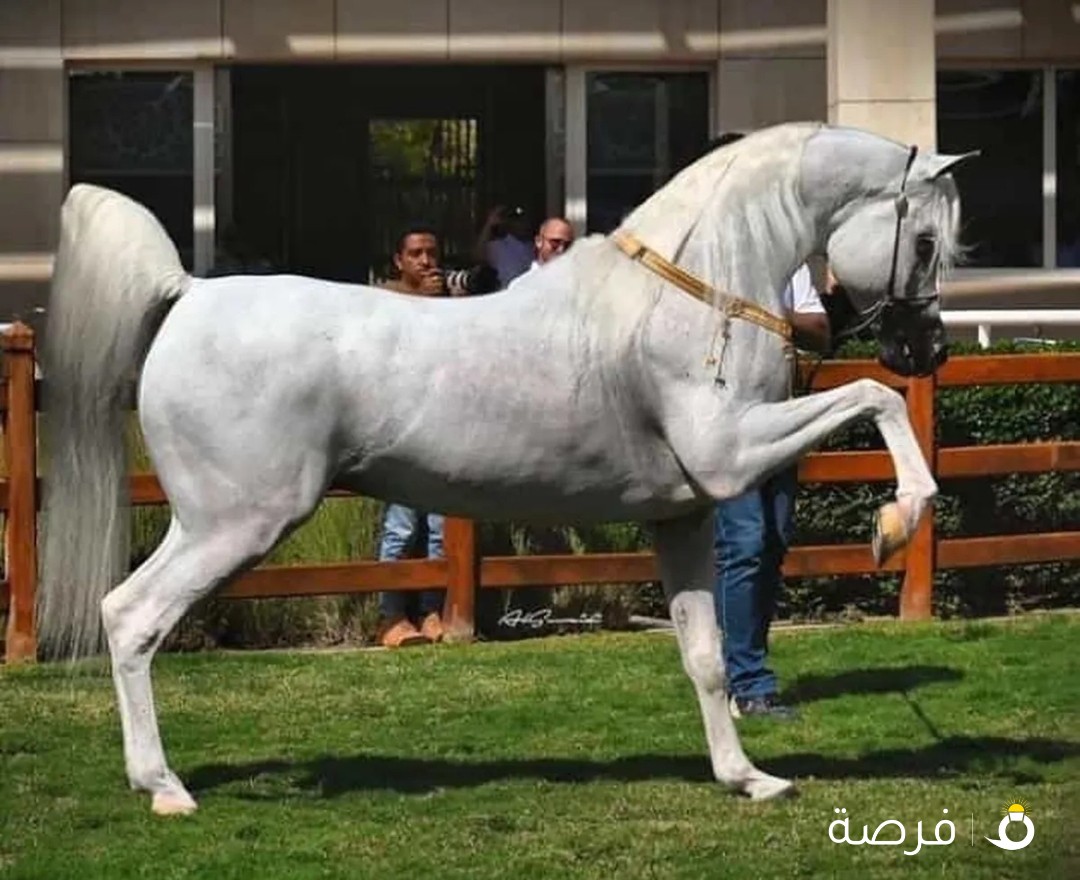 حصان للييع