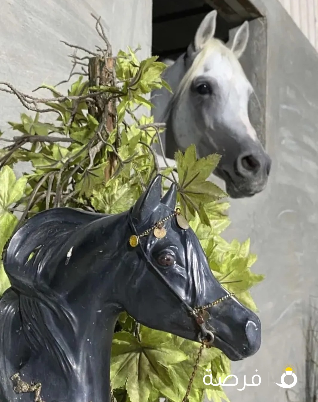 ربط وايواء خيل - مربط الفارس