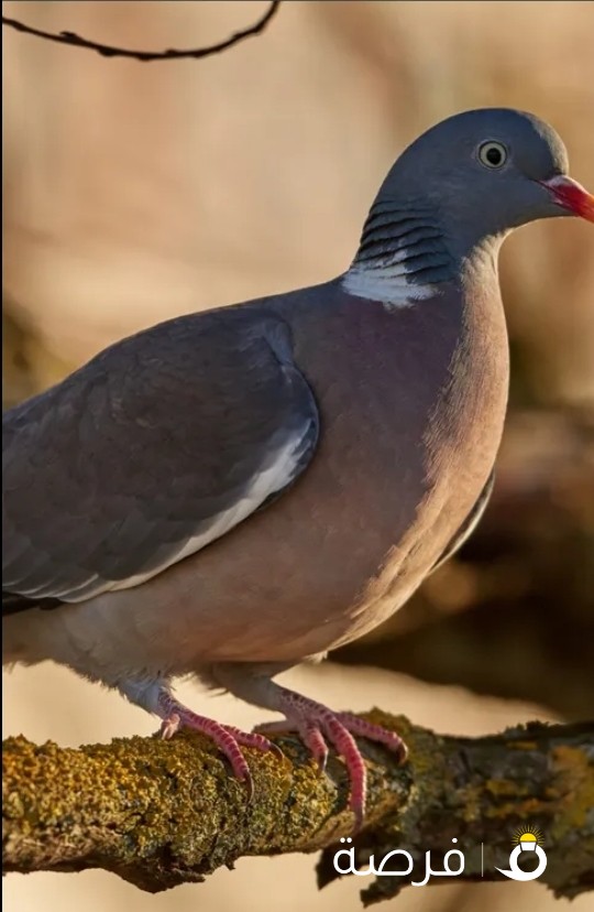 حمام ورشان لندن