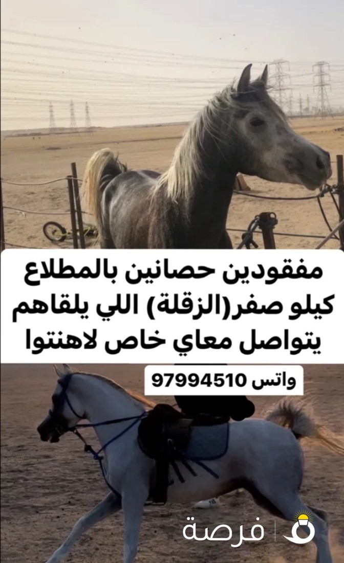 مفقود حصانين بالزقله