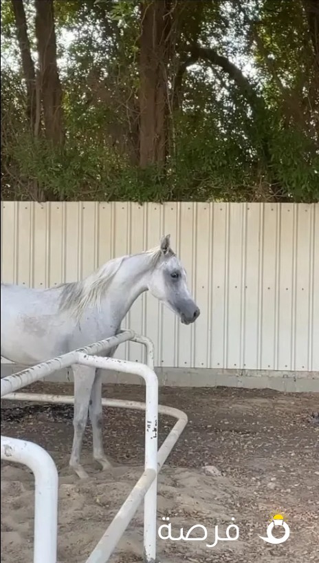خيل عربي اصيل
