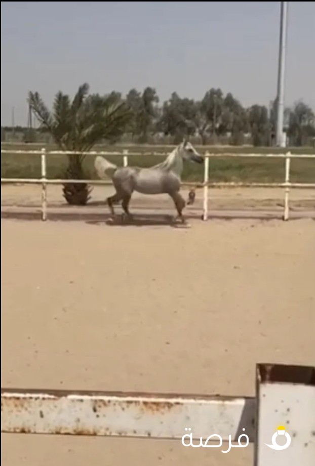 للبيع فلو واهو بولش فاخر