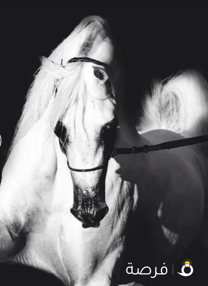 مدرب خيل Ahmed