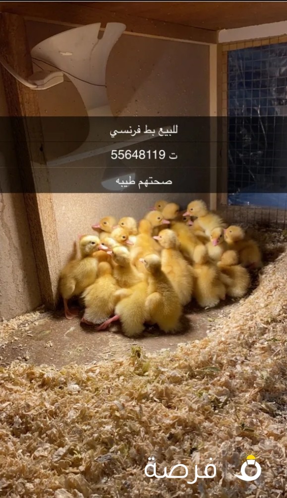 للبيع بط فرنسي صيصان