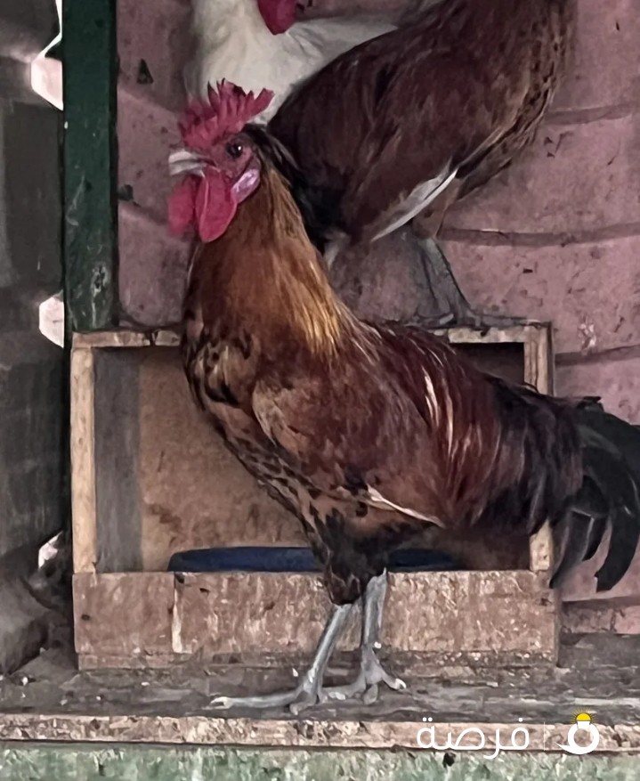 للبيع دياجة اصلية