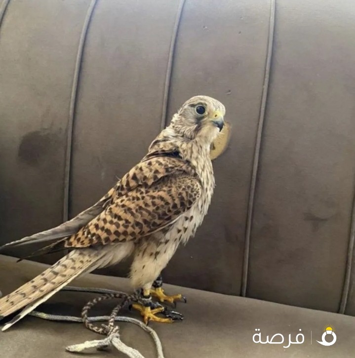 باشق للبيع