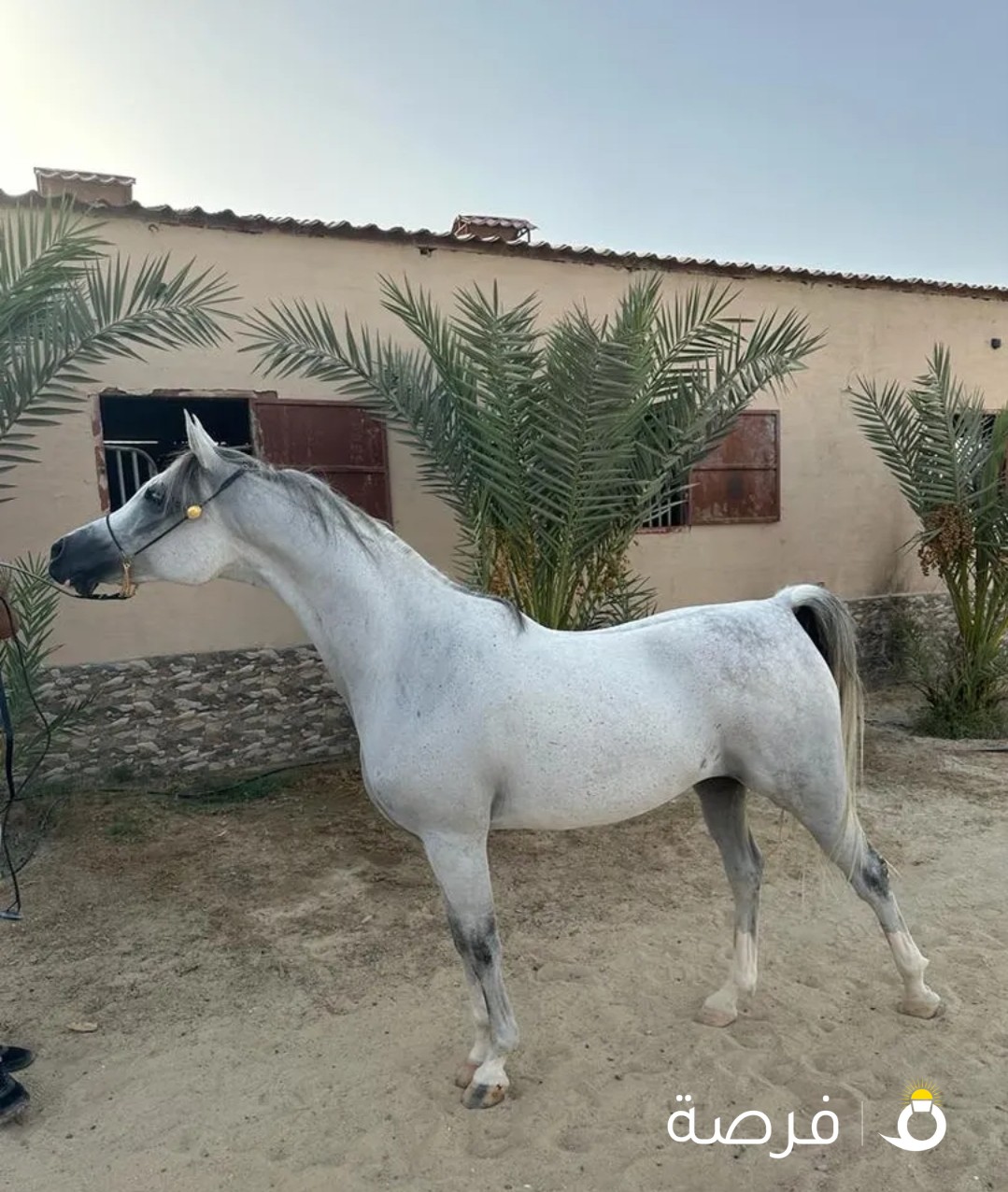 فرس عربية ( جمال ) واهو