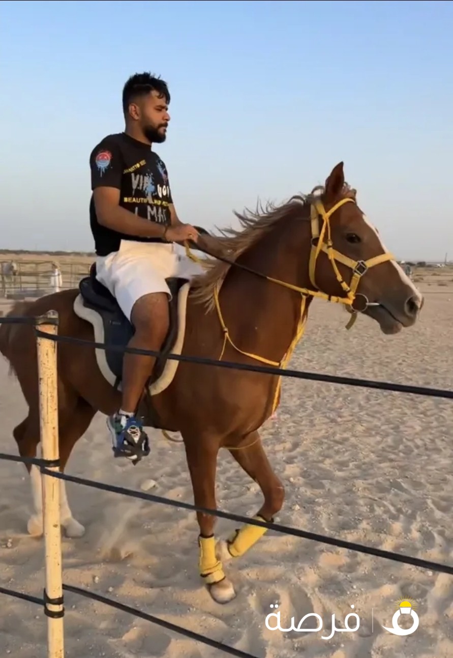 للبيع حصان فرنسي