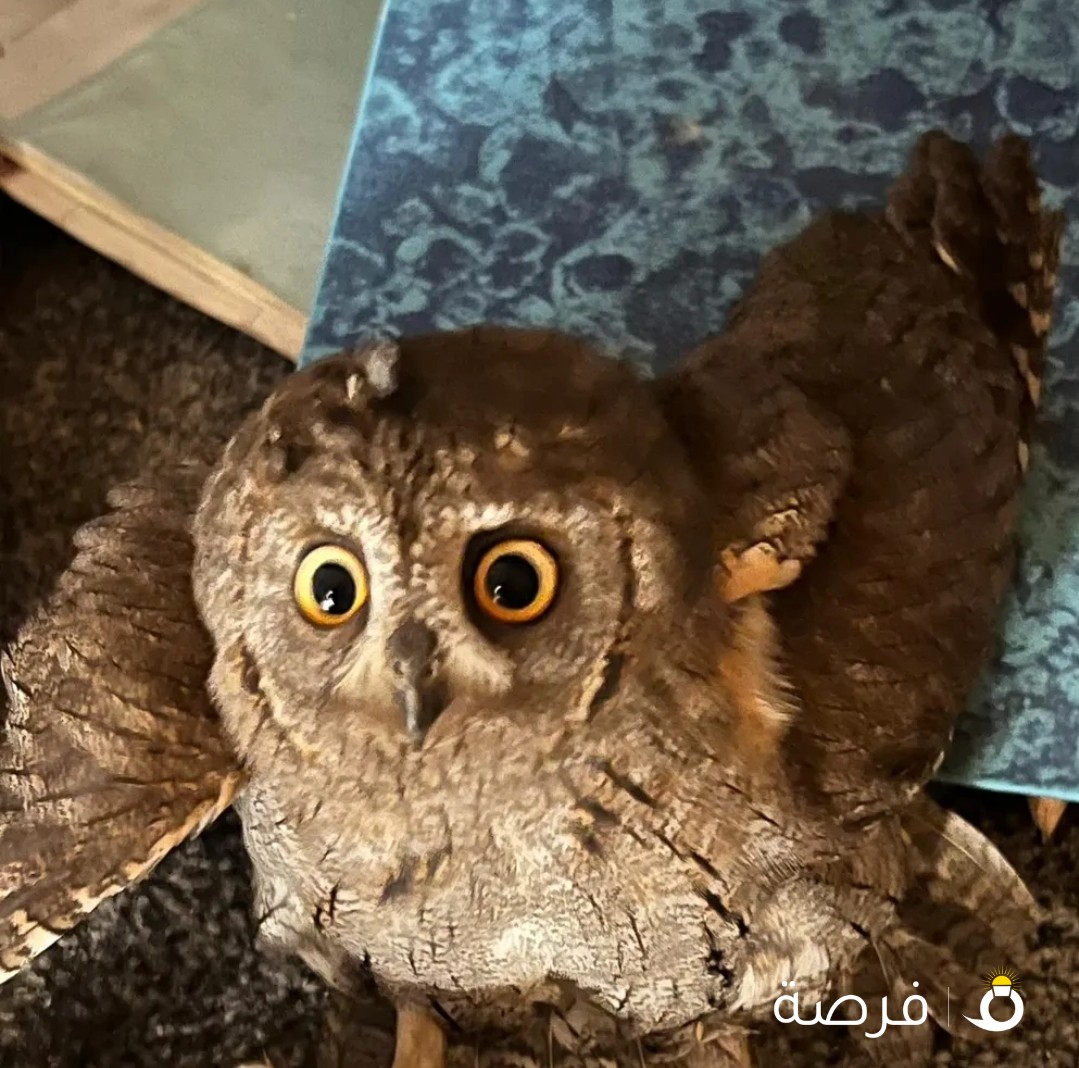 بومه للبيع لاعلي سعر