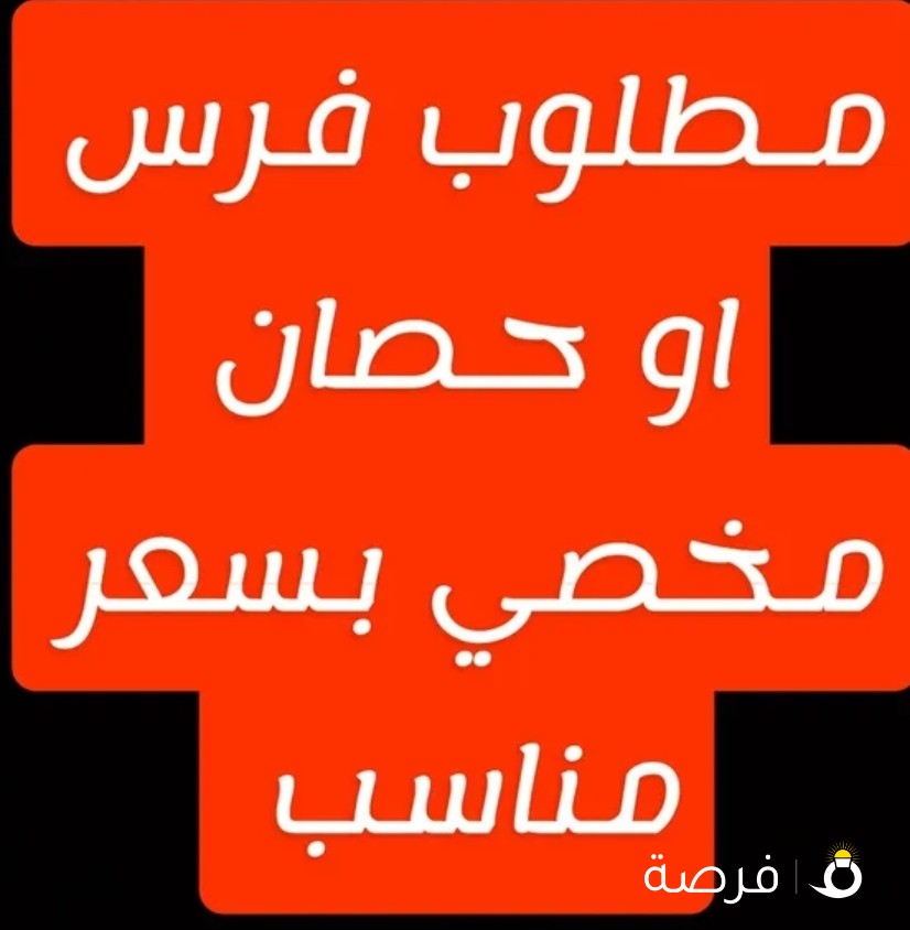 مطلوب فرس او حصان مخصي