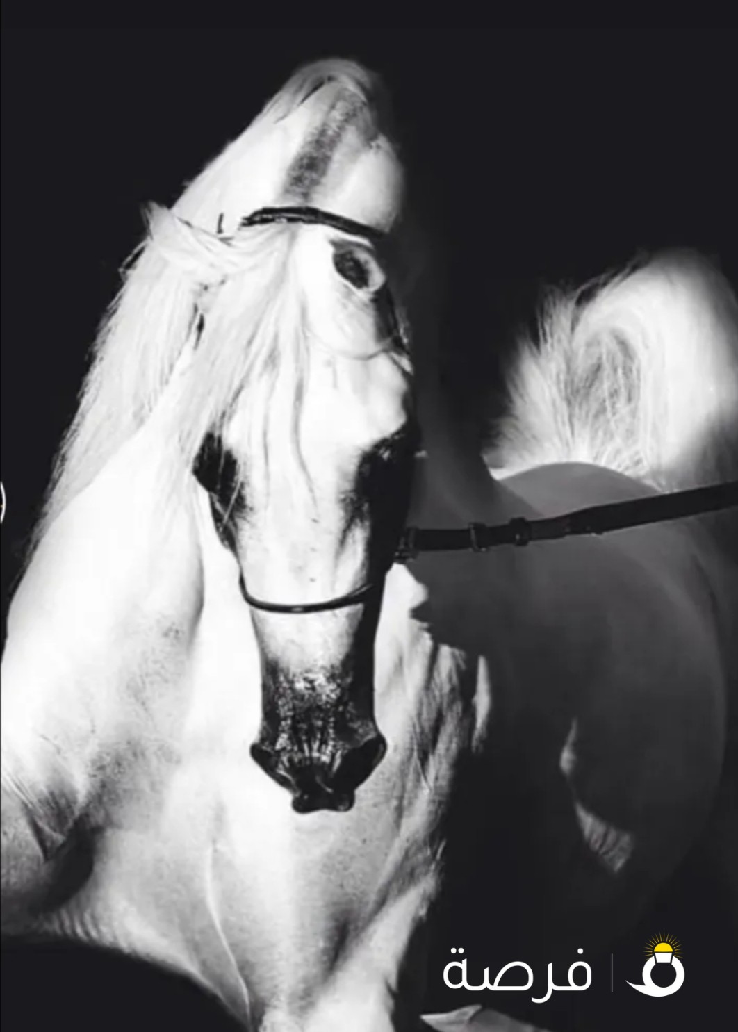 مدرب خيل Ahmed
