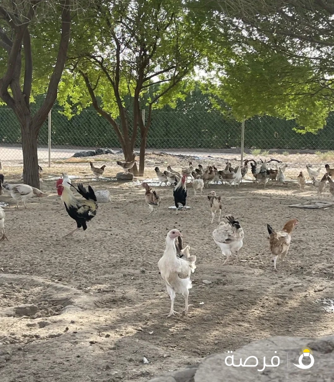 اللي يبي الزين للبيع دجاج دندراوي بالعبدلي